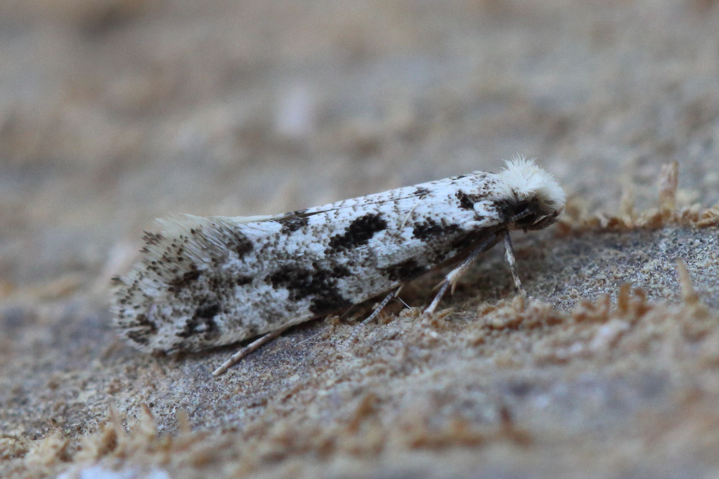 Photo of Corn Moth (Nemapogon granella)